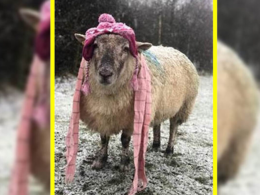 Competitive spirit at SHS