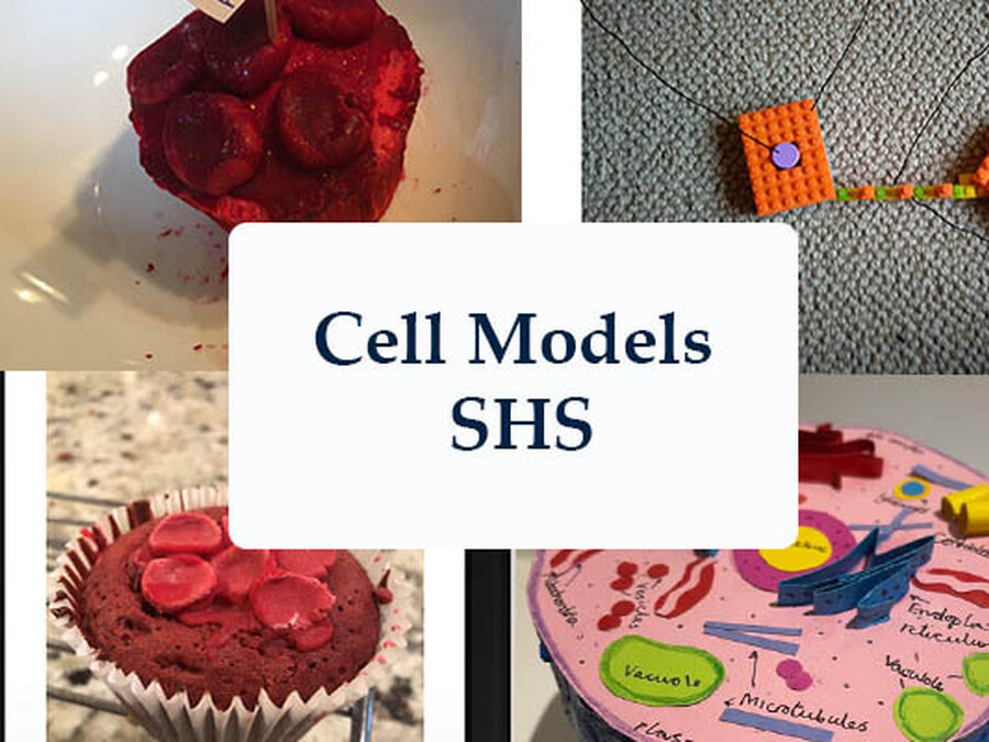 Year 7 investigate cells