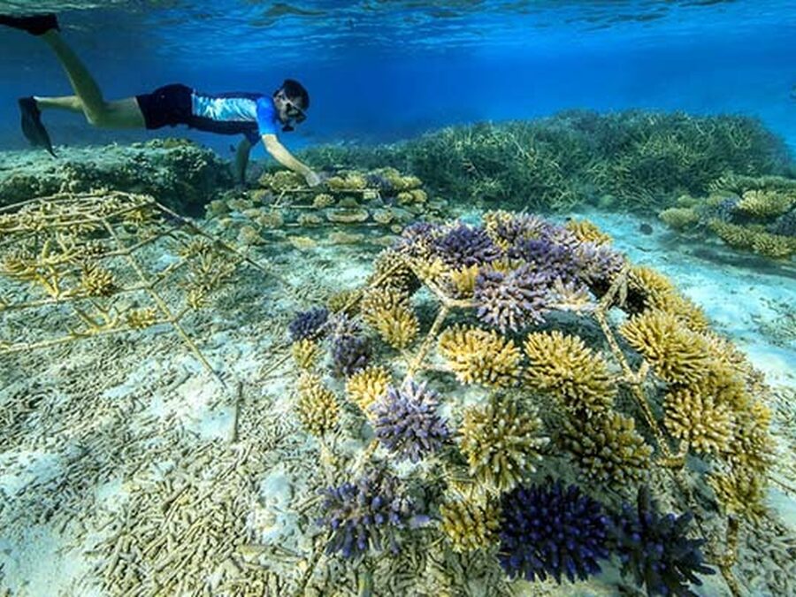 Rose leads the way to support the coral reefs