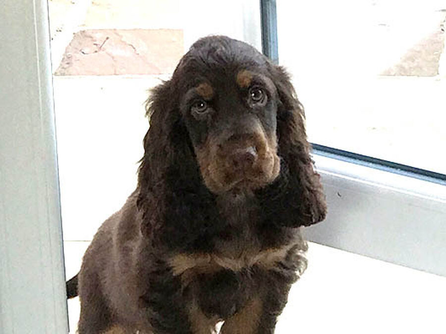 Pastoral Pup joins Stamford community