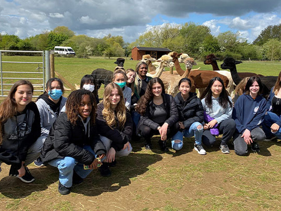 Welland walk with alpacas