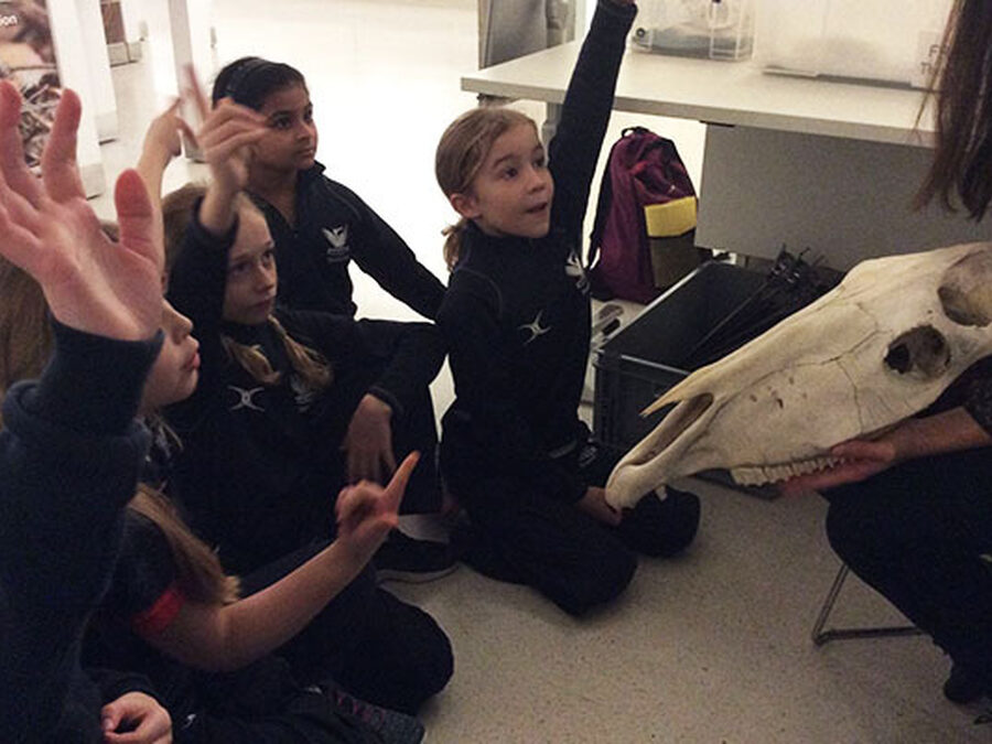 Year 4 visit the Museum of Zoology